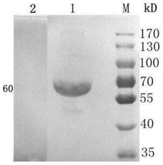 An indirect immunofluorescence detection kit for mink enteritis parvovirus
