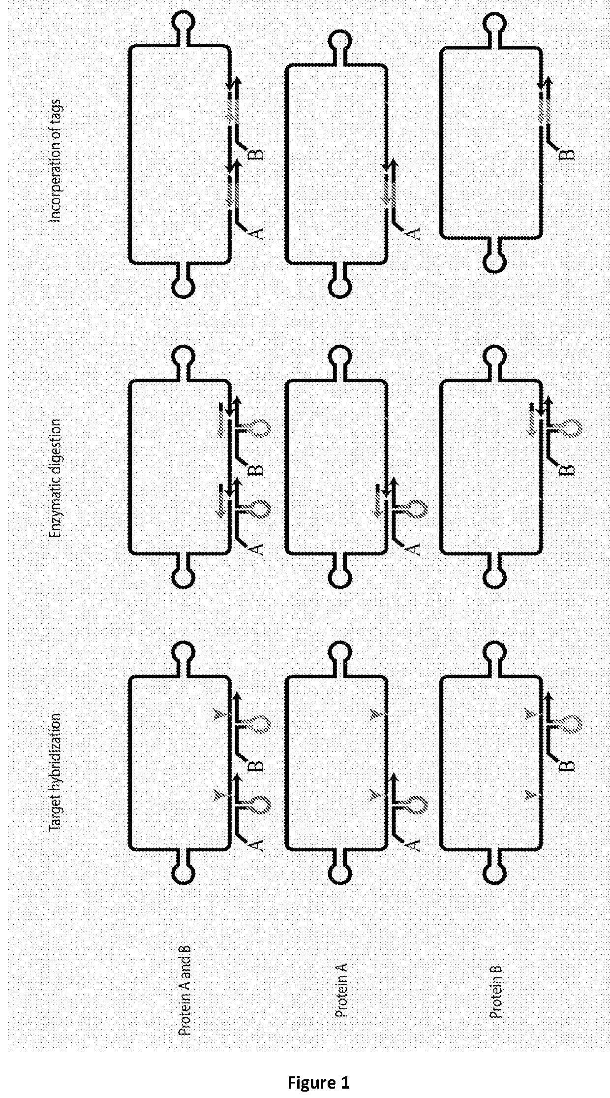 Method for determining levels of interactions between biomolecules