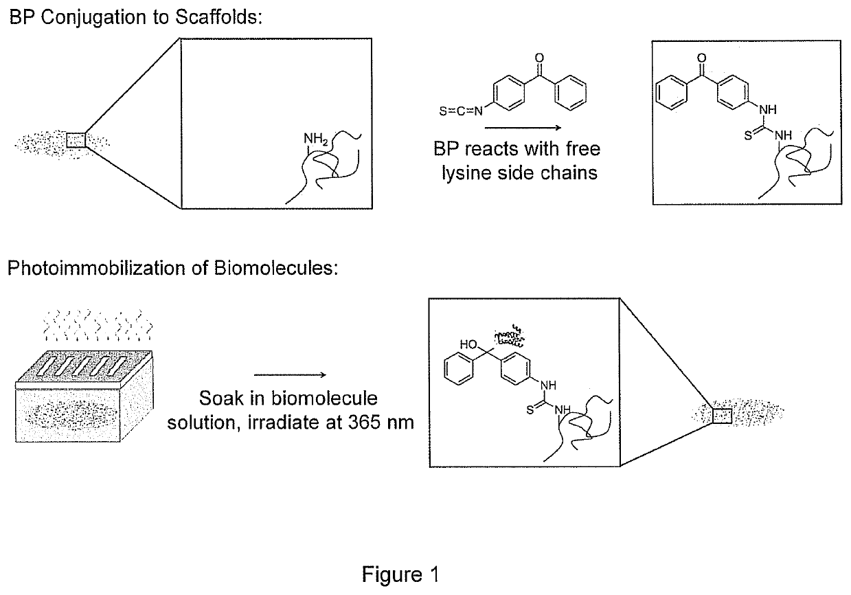 Biomolecular patterning of three dimensional tissue scaffolds