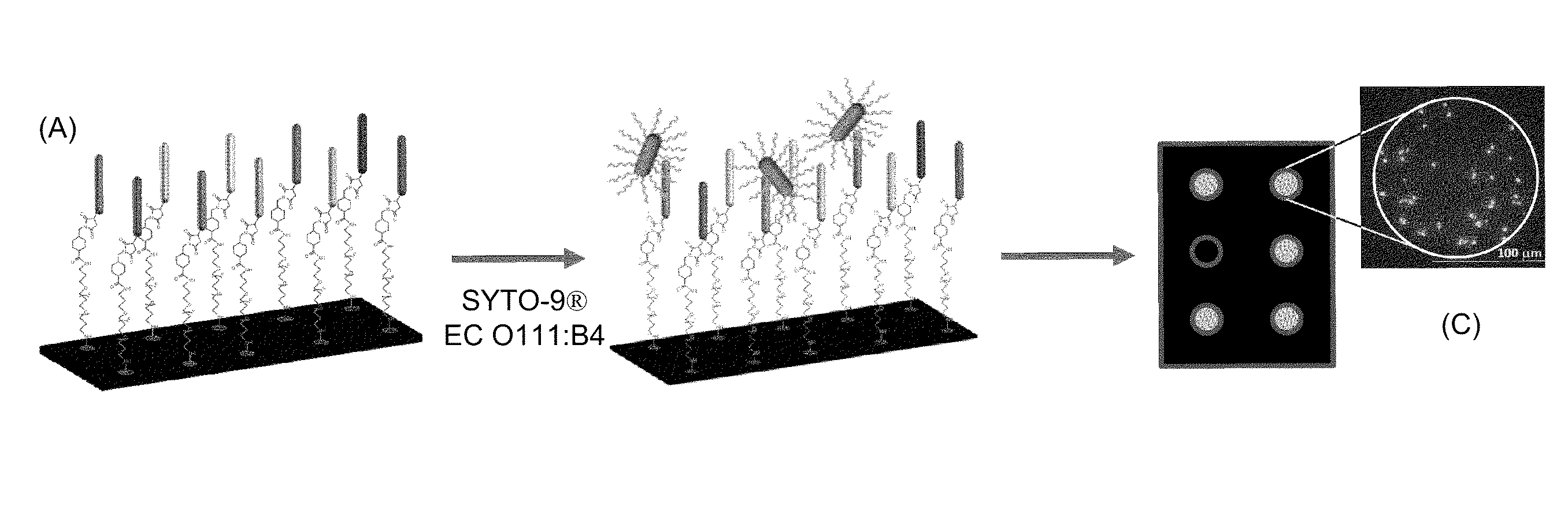 Compositions and methods for rapid selection of pathogen binding agents