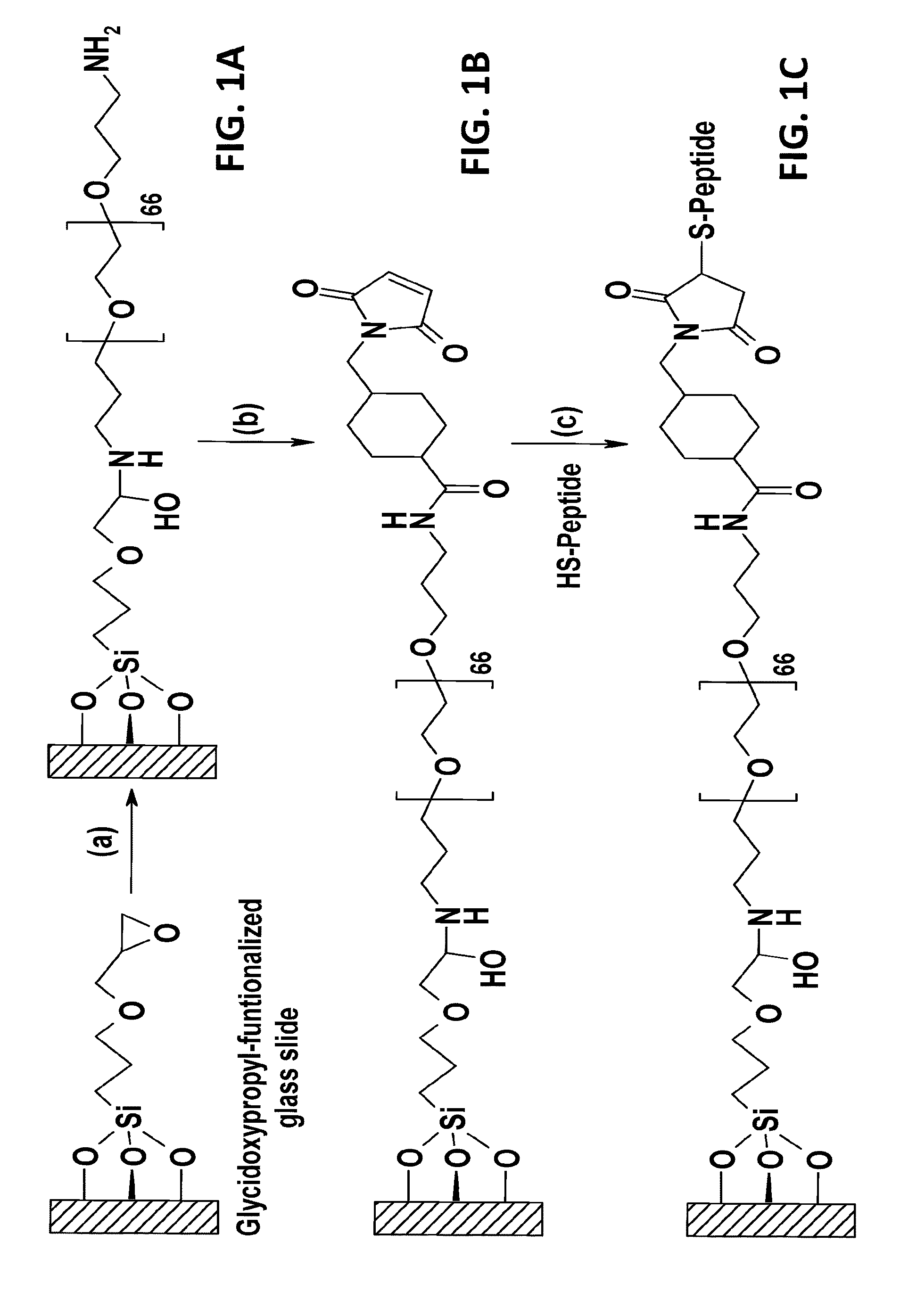 Compositions and methods for rapid selection of pathogen binding agents