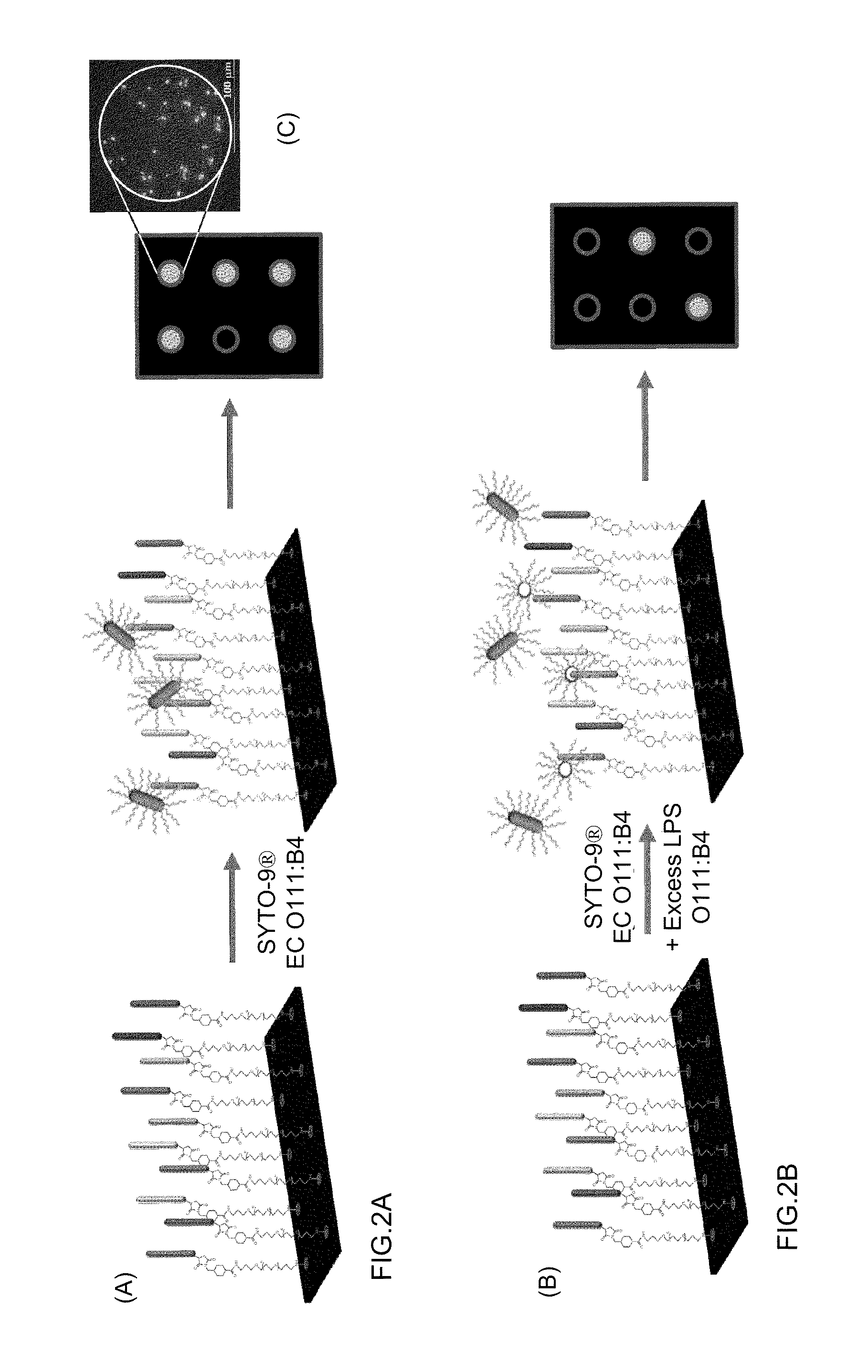 Compositions and methods for rapid selection of pathogen binding agents