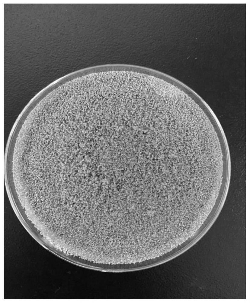 A kind of aspergillus oryzae za109 and application thereof