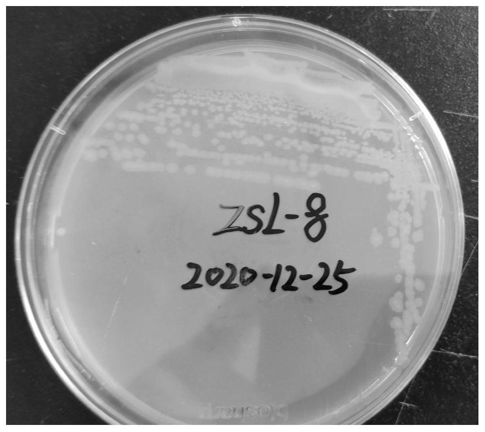 Bacillus with relatively high tolerance to methanol