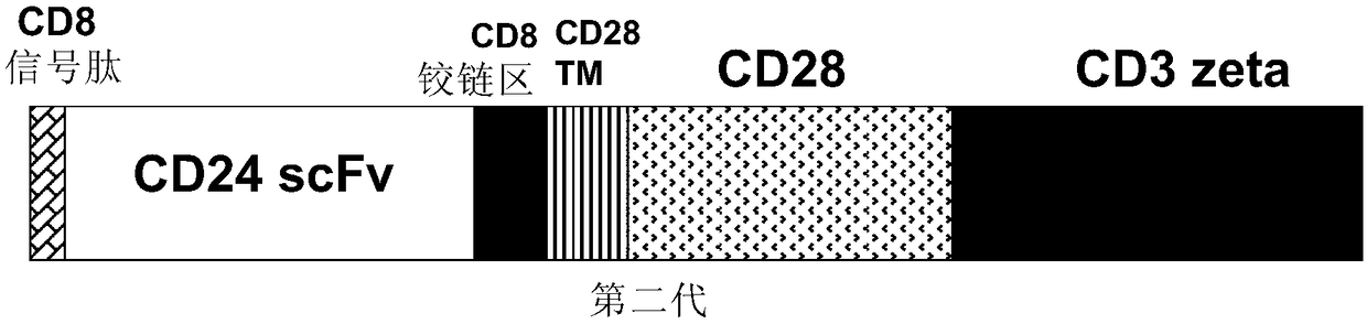 CD24 specific antibody and anti-CD24-CAR-T cell