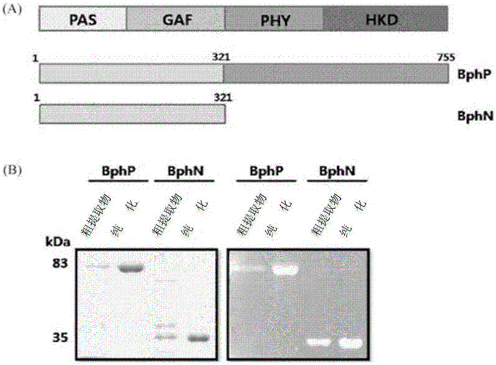 Novel peptide tag and uses thereof