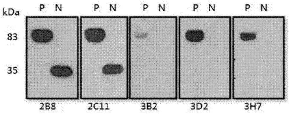 Novel peptide tag and uses thereof