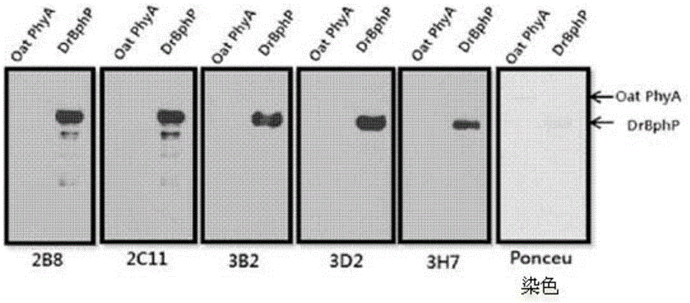 Novel peptide tag and uses thereof