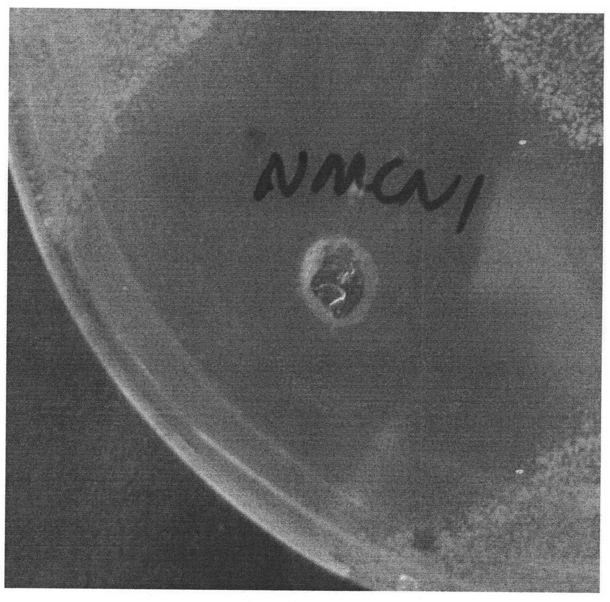 Bacillus pumilus NMCN1 and application thereof