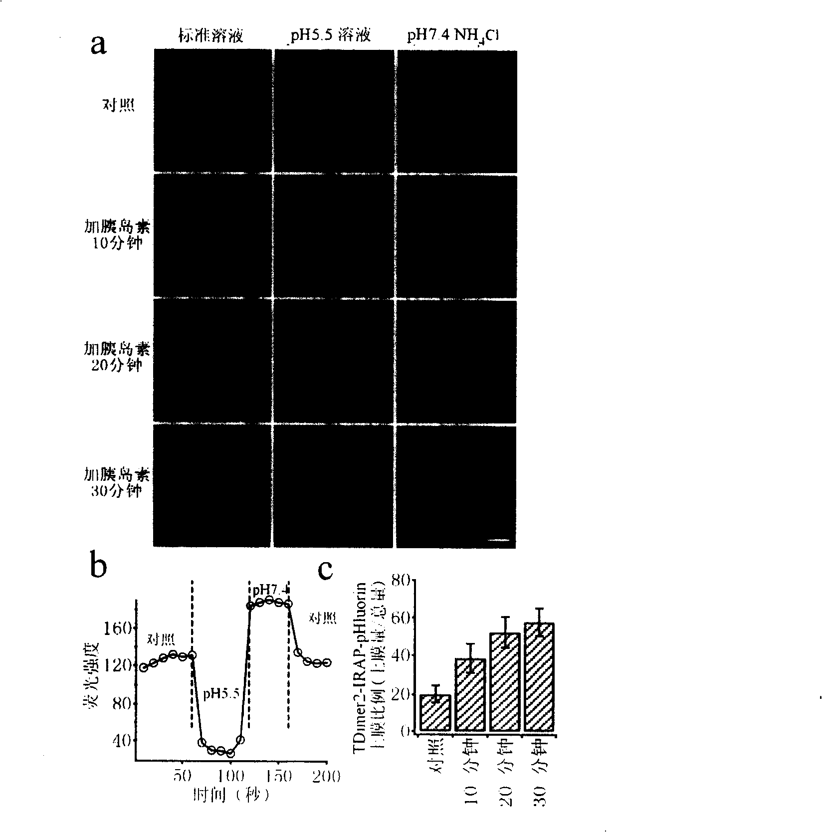 Probe and method for detecting membrane of glucose transporter 4