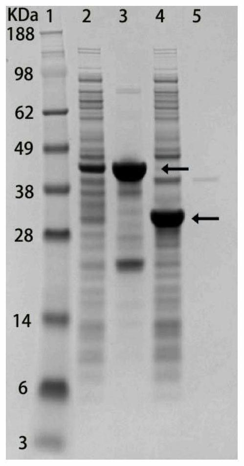 A facile protein purification method for localizing recombinant proteins to the cell surface