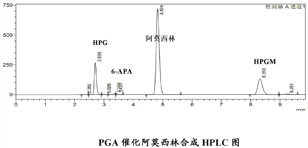 Penicillin G acylase containing one or a plurality of point mutation