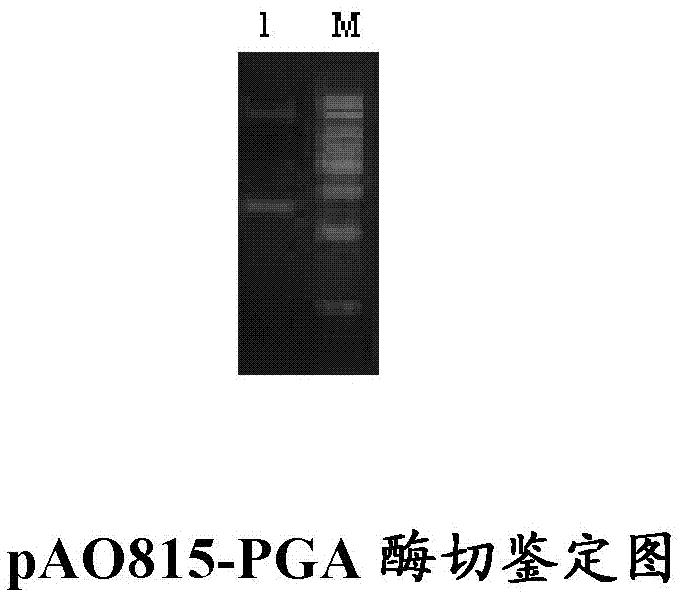 Penicillin G acylase containing one or a plurality of point mutation