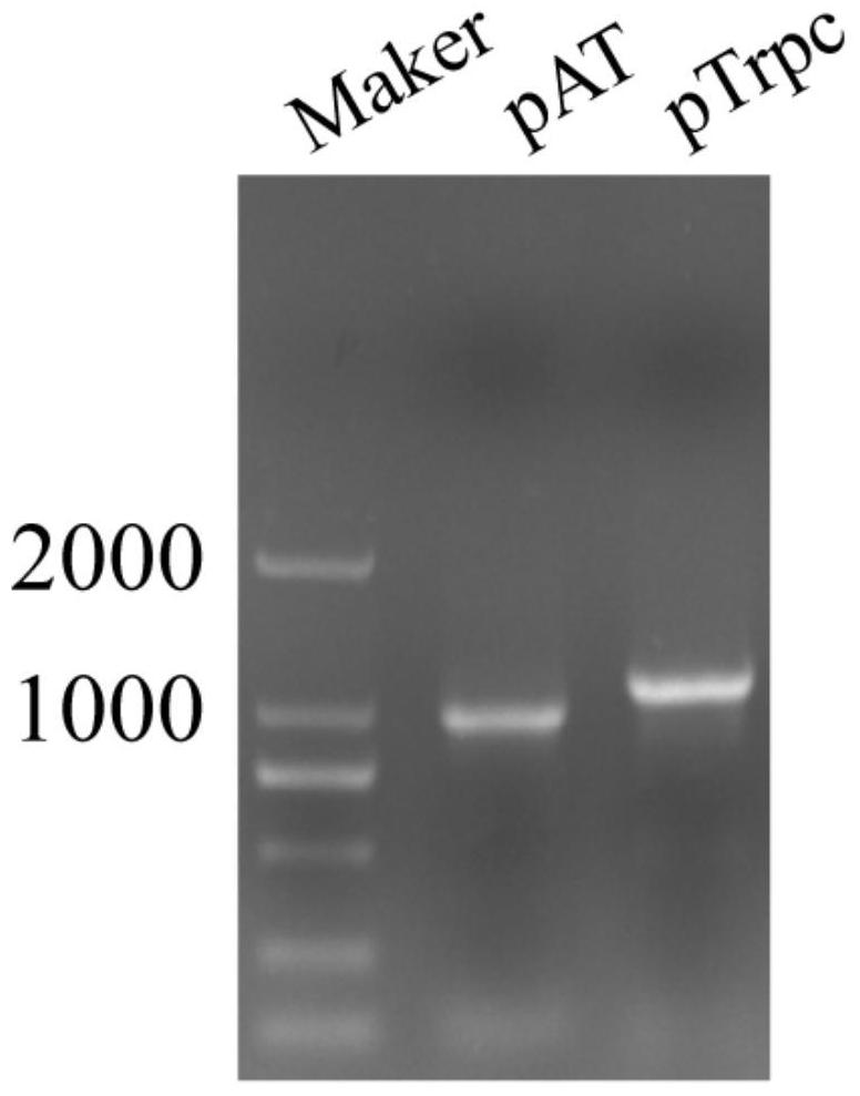 A vector suitable for the genetic transformation and cloning of fungi such as Chinese Mortierella hirsutella sinensis and its construction method