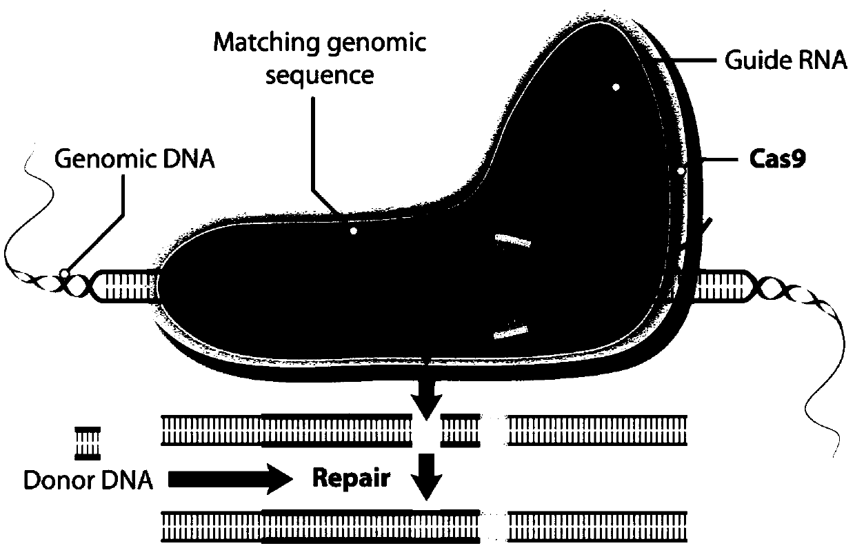 Method for site-directed editing of CCR5 gene