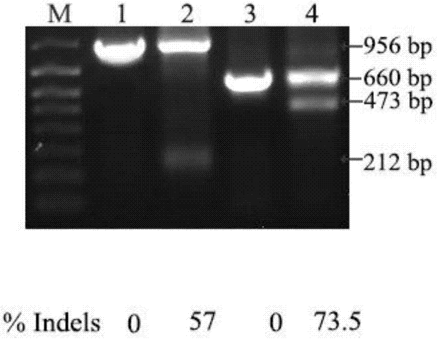 CRISPR/Cas9-based novel method for achieving multigene knockout in low-transfection-efficiency cell line