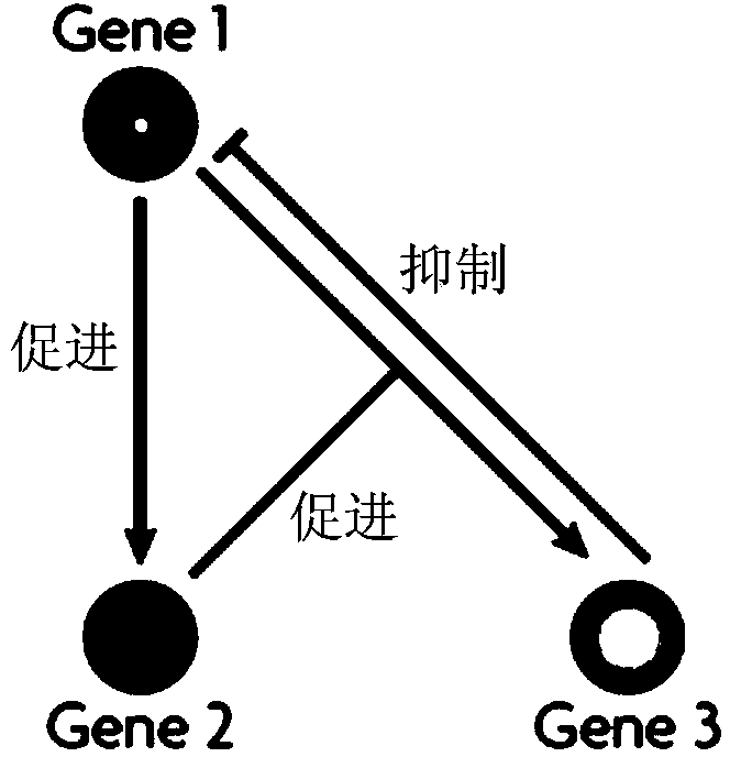 Populus diversifolia sexless breeding method based on gene regulatory network