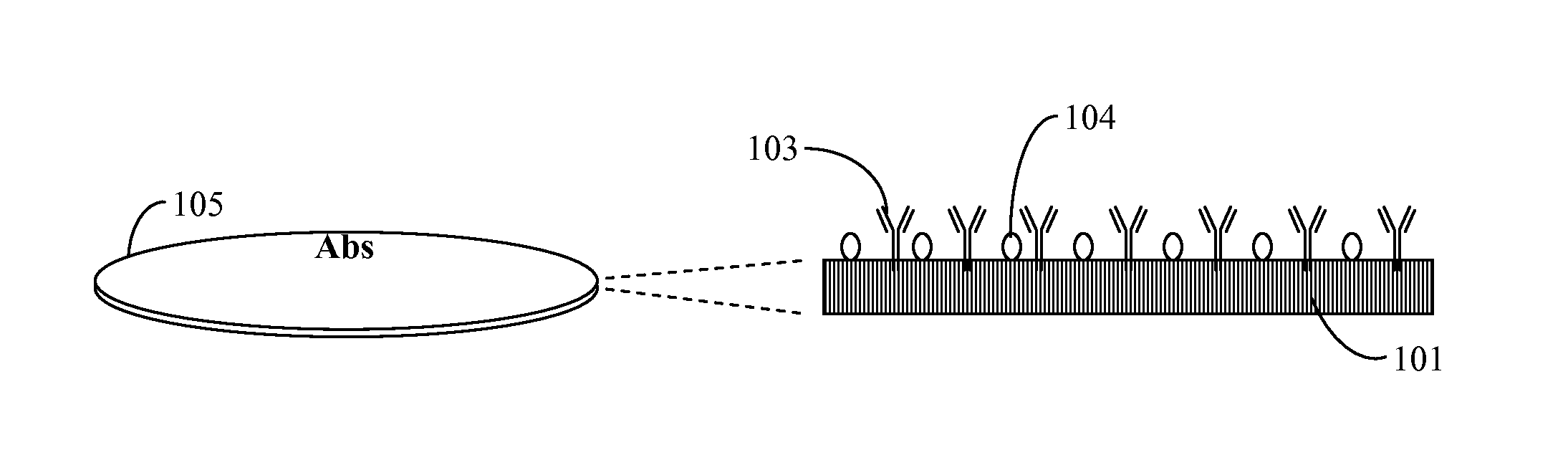 Method and Apparatus for Rapid Detection and Identification of Live Microorganisms Immobilized On Permeable Membrane by Antibodies