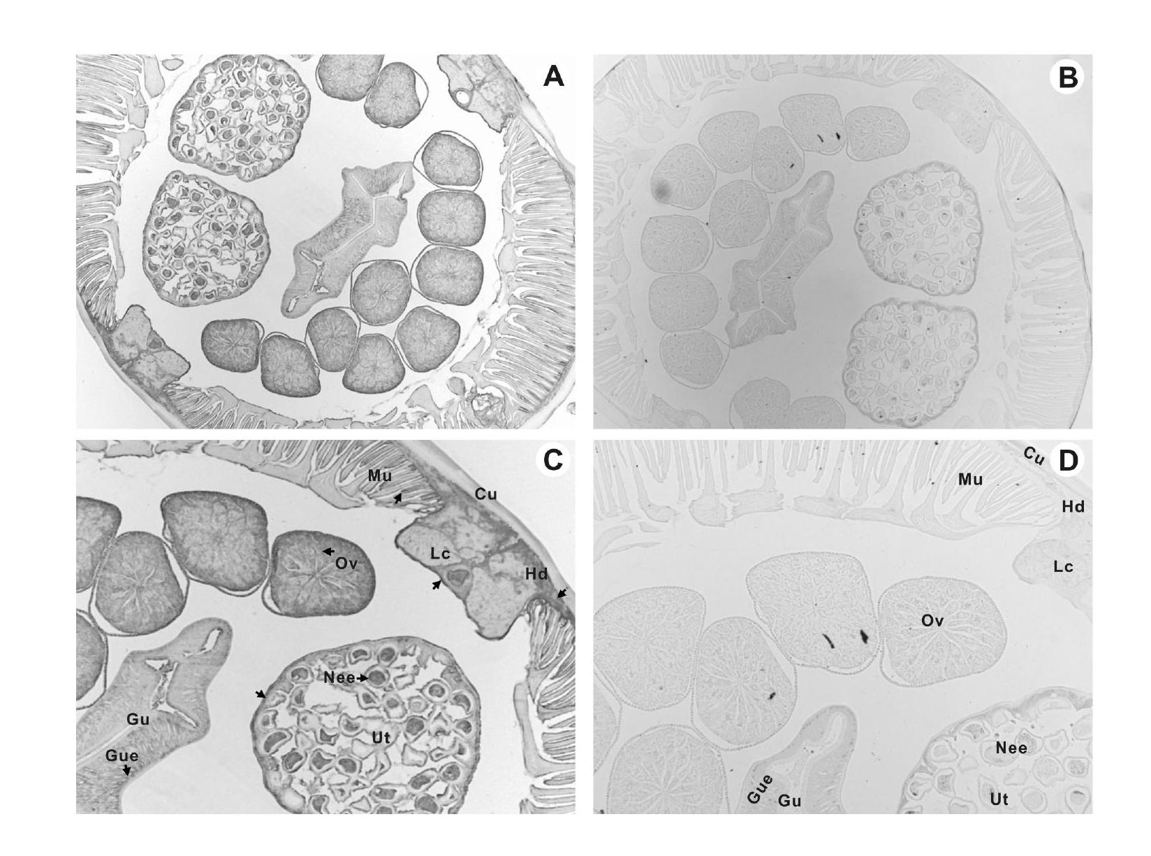 38kDa antigen for Baylisascaris schroederi of giant pandas, preparation method for antigen and application of antigen