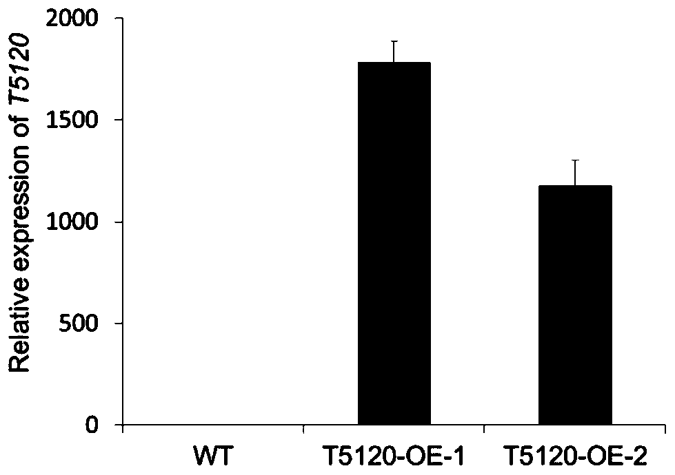 Long-chain non-coding RNA T5120 derived from arabidopsis thaliana and use thereof