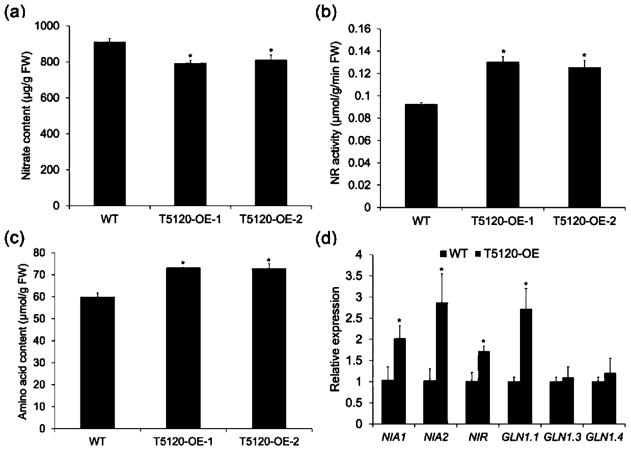 Long-chain non-coding RNA T5120 derived from arabidopsis thaliana and use thereof