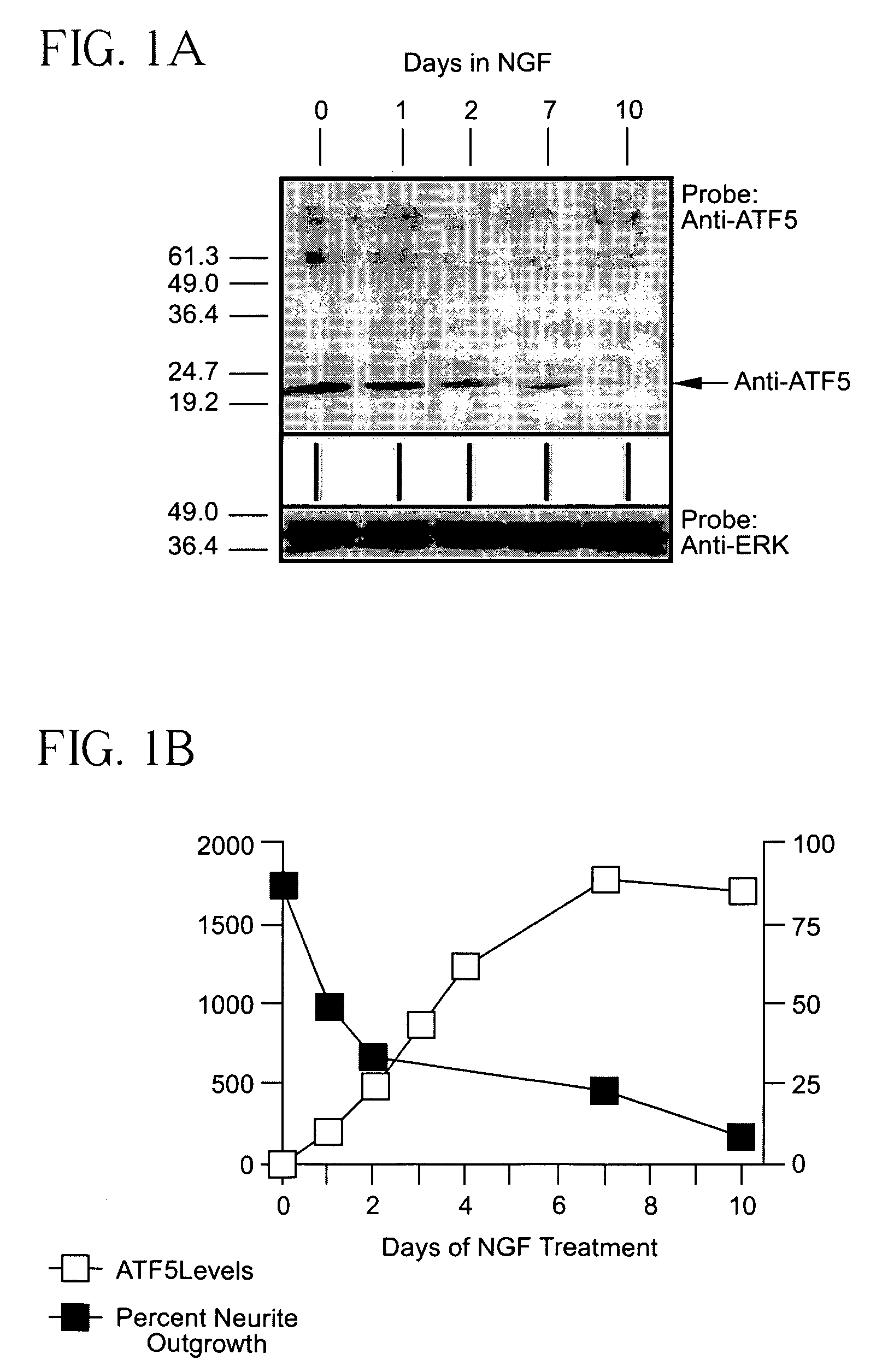 Methods for regulating differentiation of neural cells and uses thereof