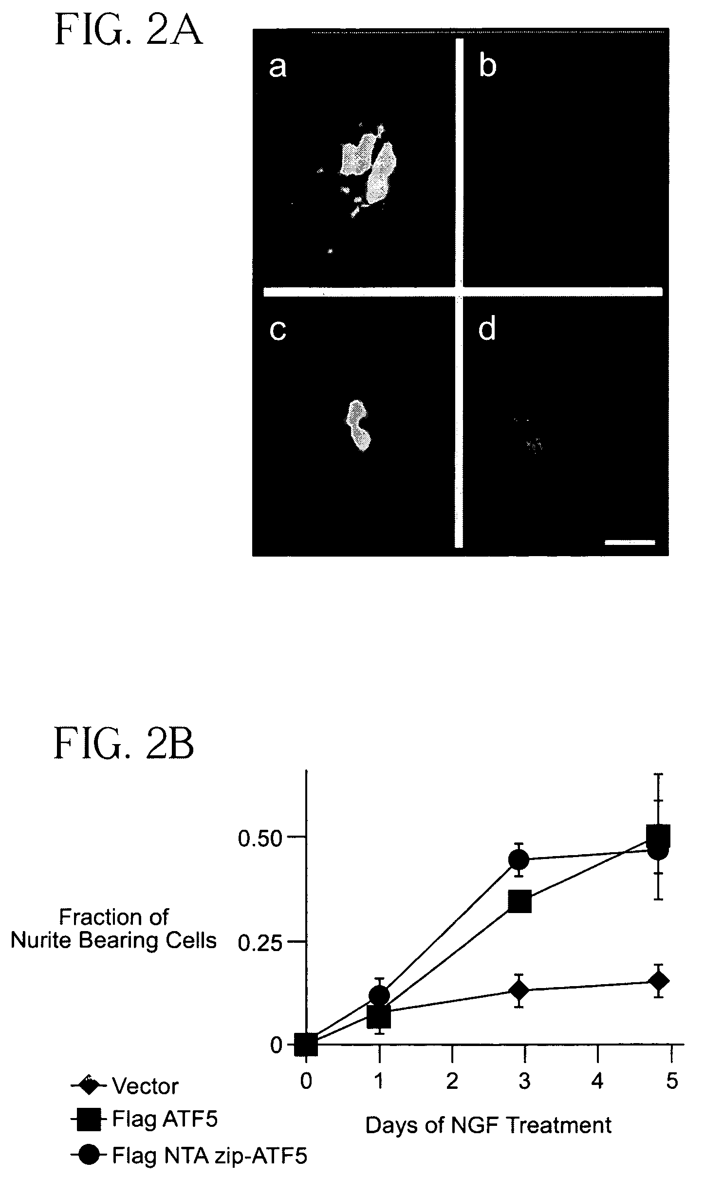 Methods for regulating differentiation of neural cells and uses thereof