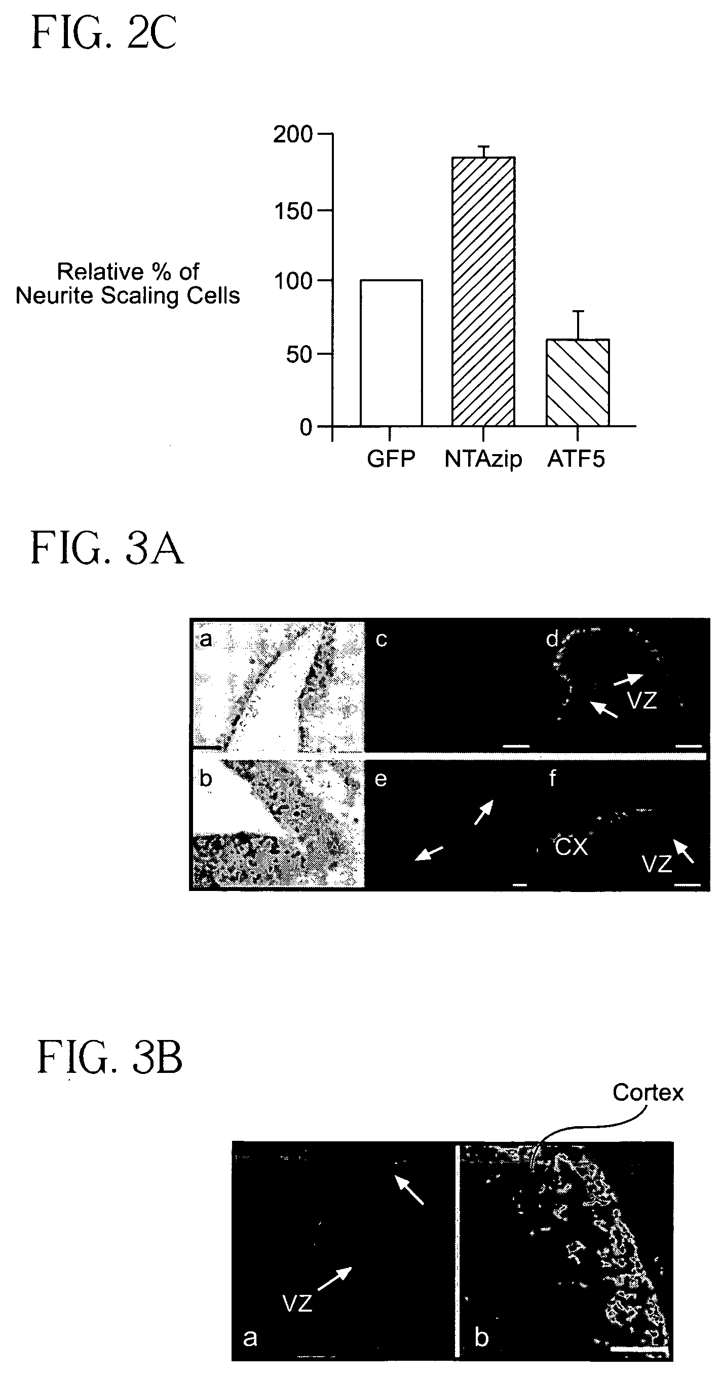 Methods for regulating differentiation of neural cells and uses thereof