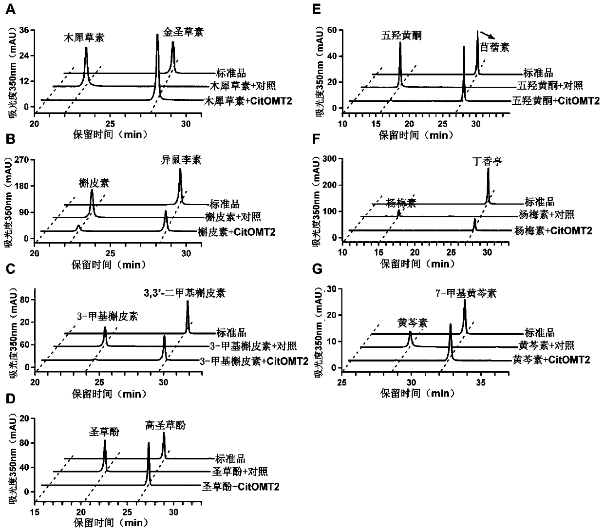 In-vitro enzyme activity application of citrus-oxygen-methyltransferase CitOMT2