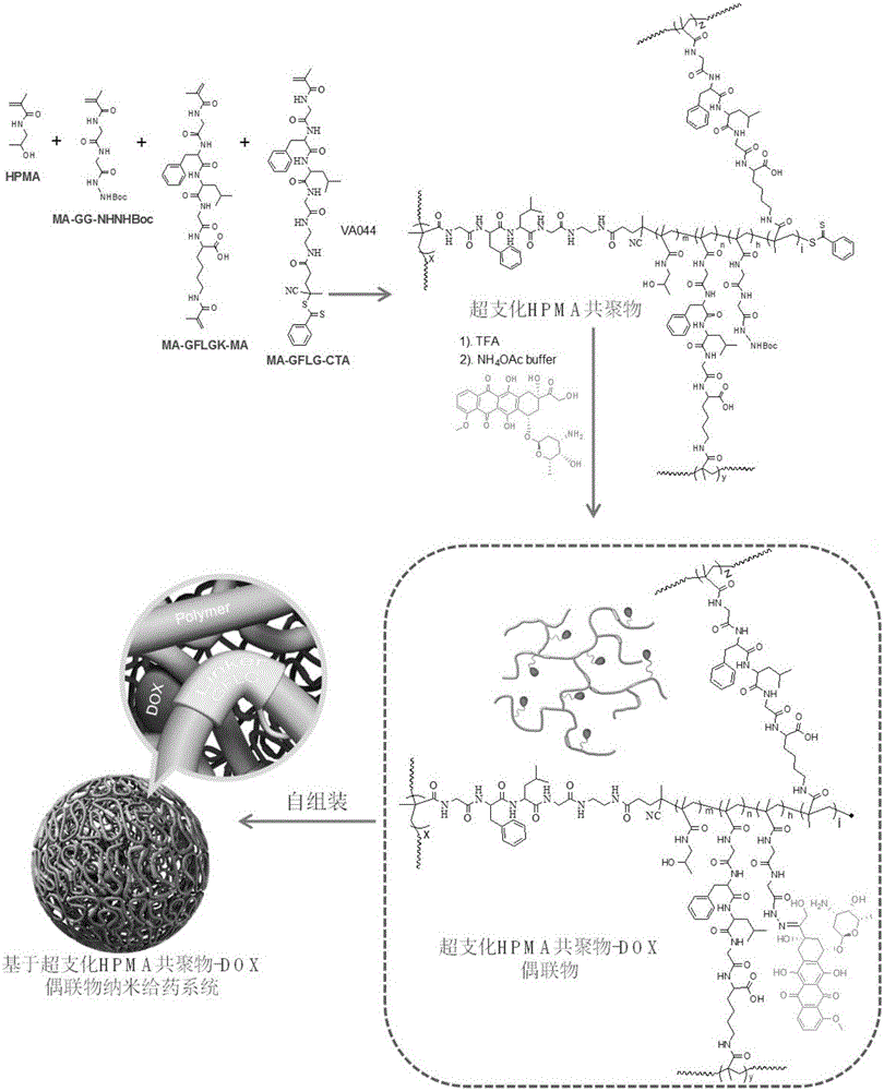 Branched polyHPMA copolymer-DOX conjugate, and preparation method and application thereof