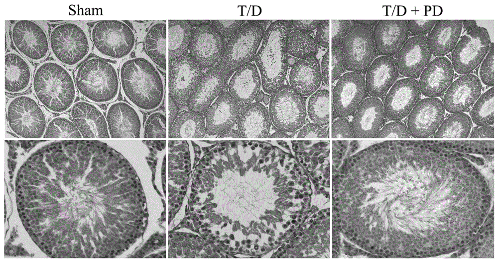 Application of polydatin in preparation of testis ischemia-reperfusion injury protective drugs