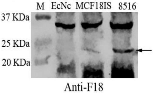 Probiotic clone strain for integrating four copy functional F18 fimbria operon genes, construction method and application
