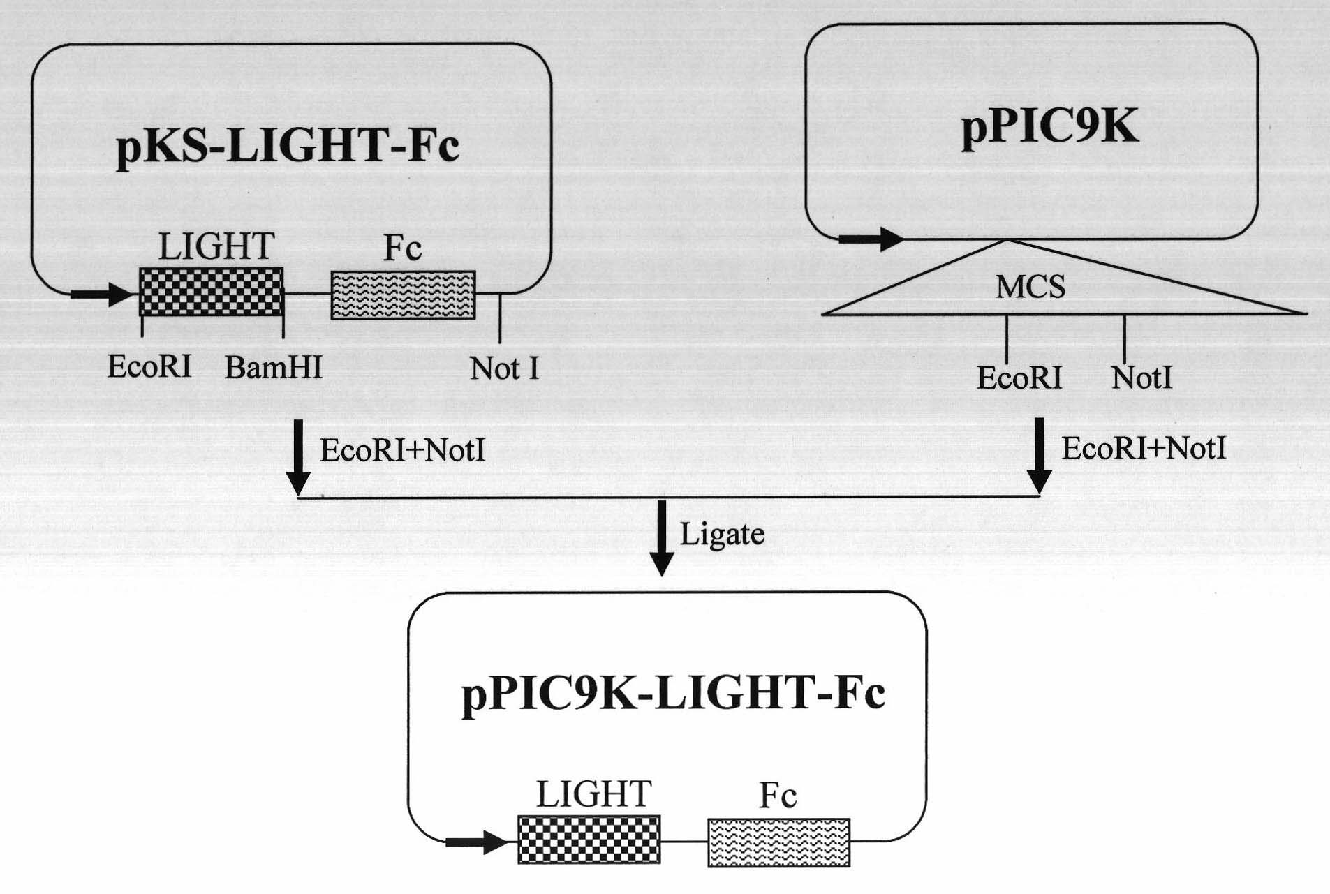 Preparation method of human LIGHT-Fc fusion protein