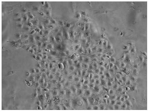 A method for establishing goose embryo epithelial cell line and established goose embryo epithelial cell line