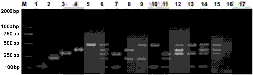 Multi-PCR (polymerase chain reaction) rapid diagnostic kit for five porcine diarrhea viruses and application of the multiple PCR rapid diagnostic kit