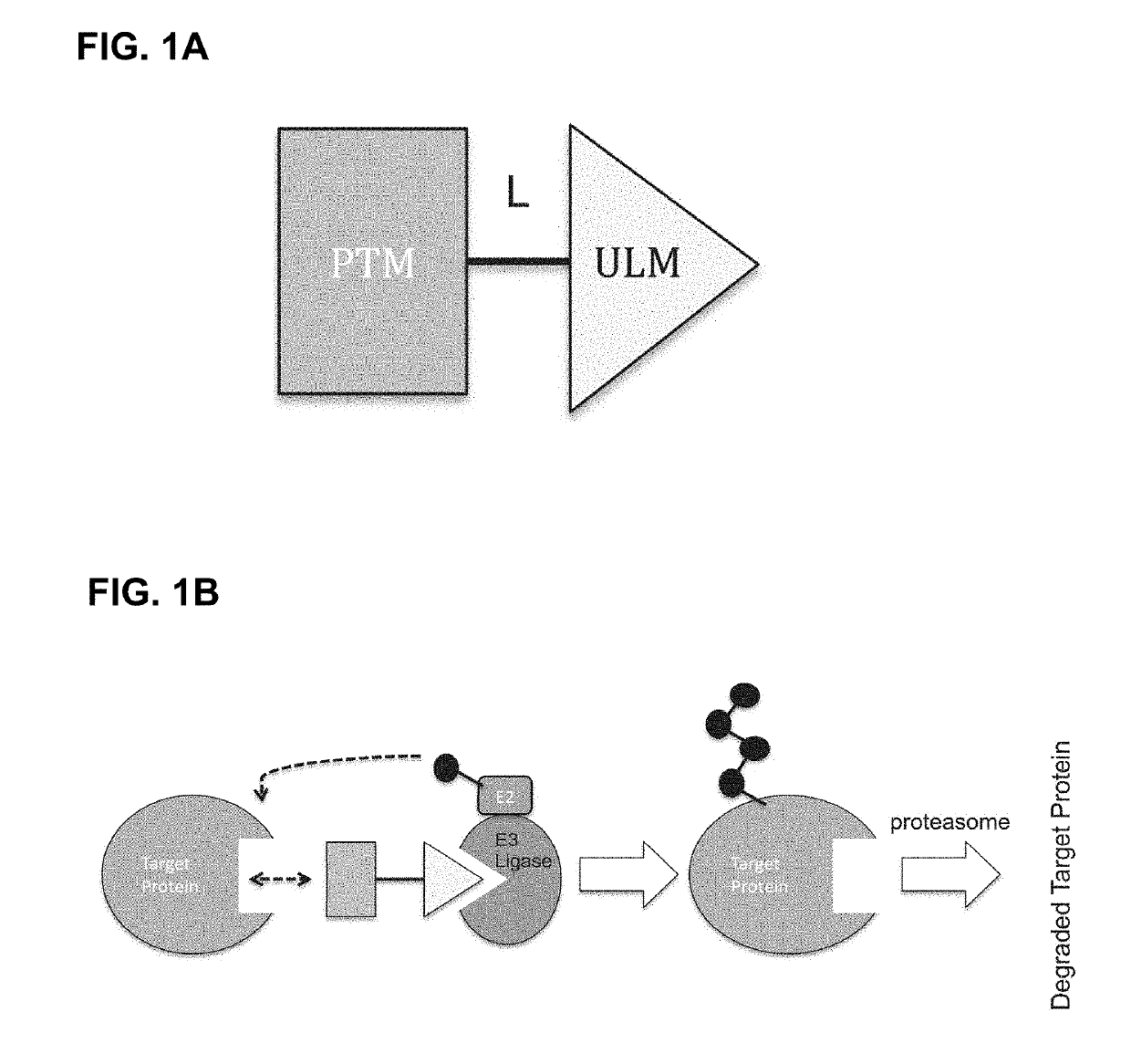 Modulators of btk proteolysis and methods of use