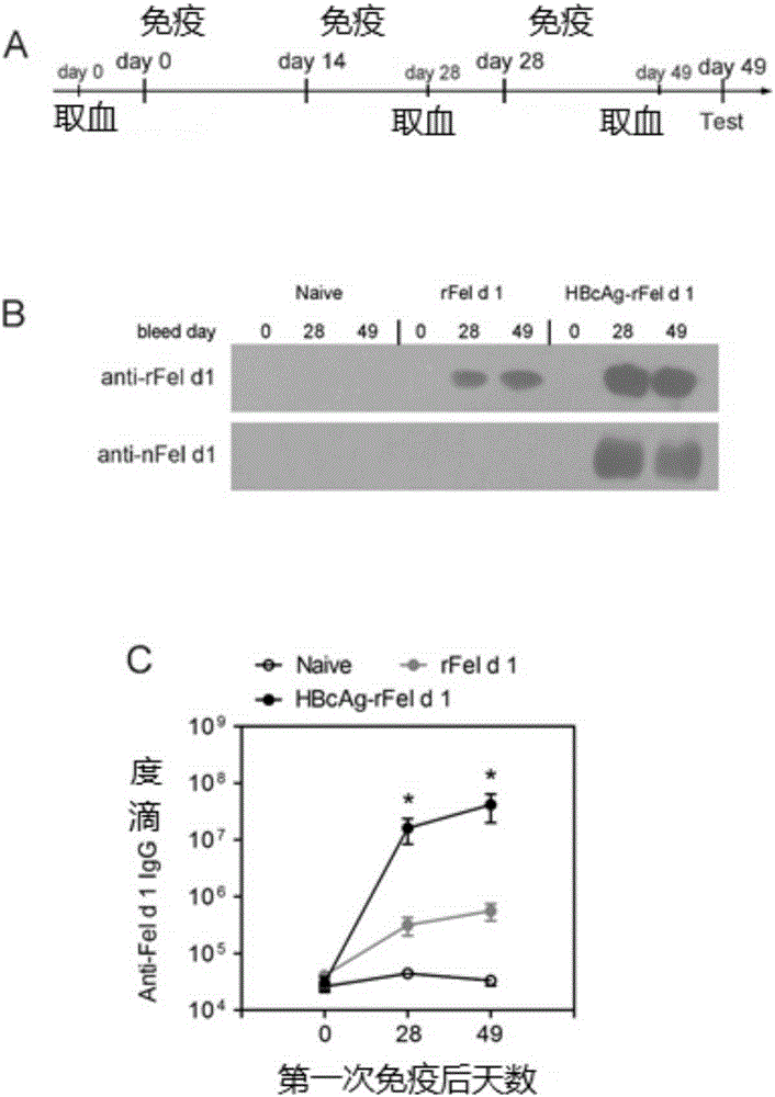 Immunity-enhanced type virus-like particle for presenting recombinant cat sensitinogen rFel d 1 protein, expression vector of immunity-enhanced type virus-like particle and preparation and application of mmunity-enhanced type virus-like particle