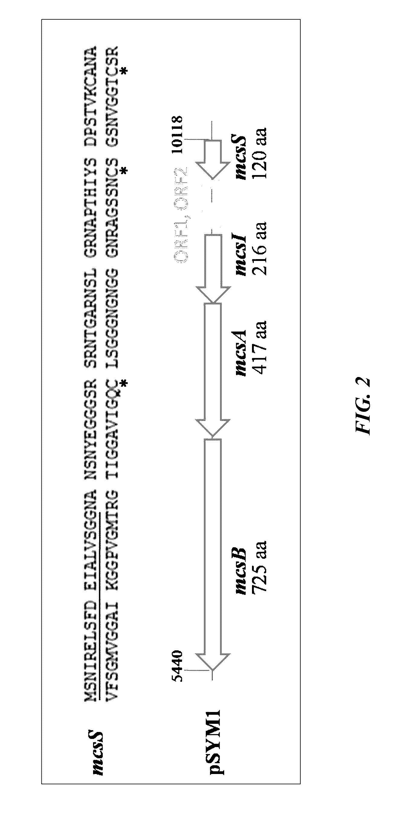 Bacterially formed microcin s, a new antimicrobial peptide, effective against pathogenic microorganisms, e.g. enterohemorrhagic escherichia coli (EHEC)