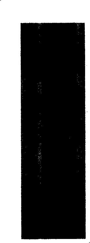 Kudzuvine flower isoflavone, monomer tectoridin and tectorigenin extraction method and uses