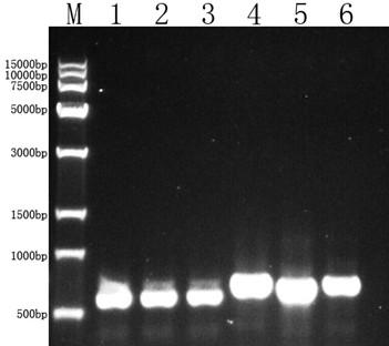 Reagent for extracting total DNA of bamboo shoots and application