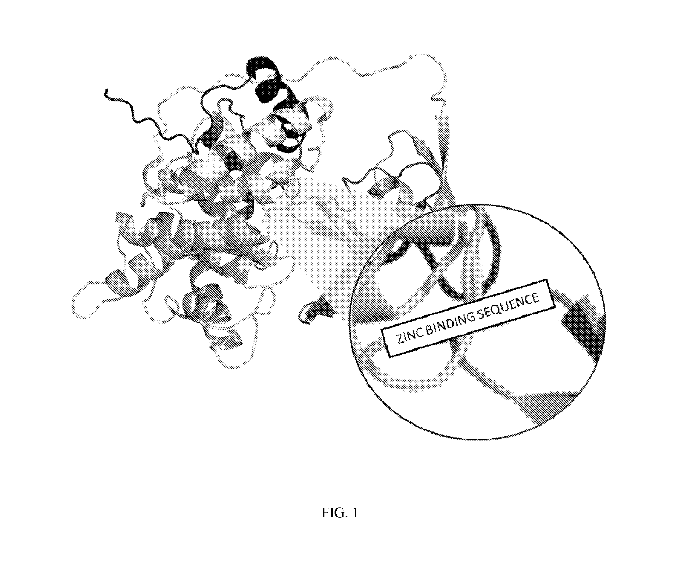 Methods and systems for zinc delivery using intrinsic factor or haptocorrin