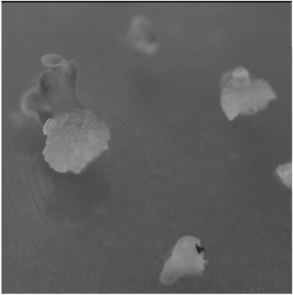 Decaisnea insignis isolated culture method