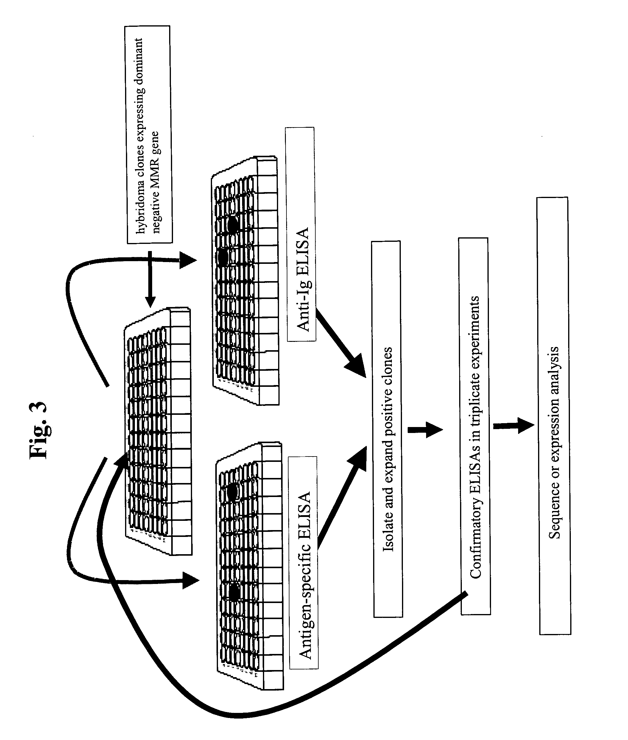 Genetically altered antibody-producing cell lines with improved antibody characteristics