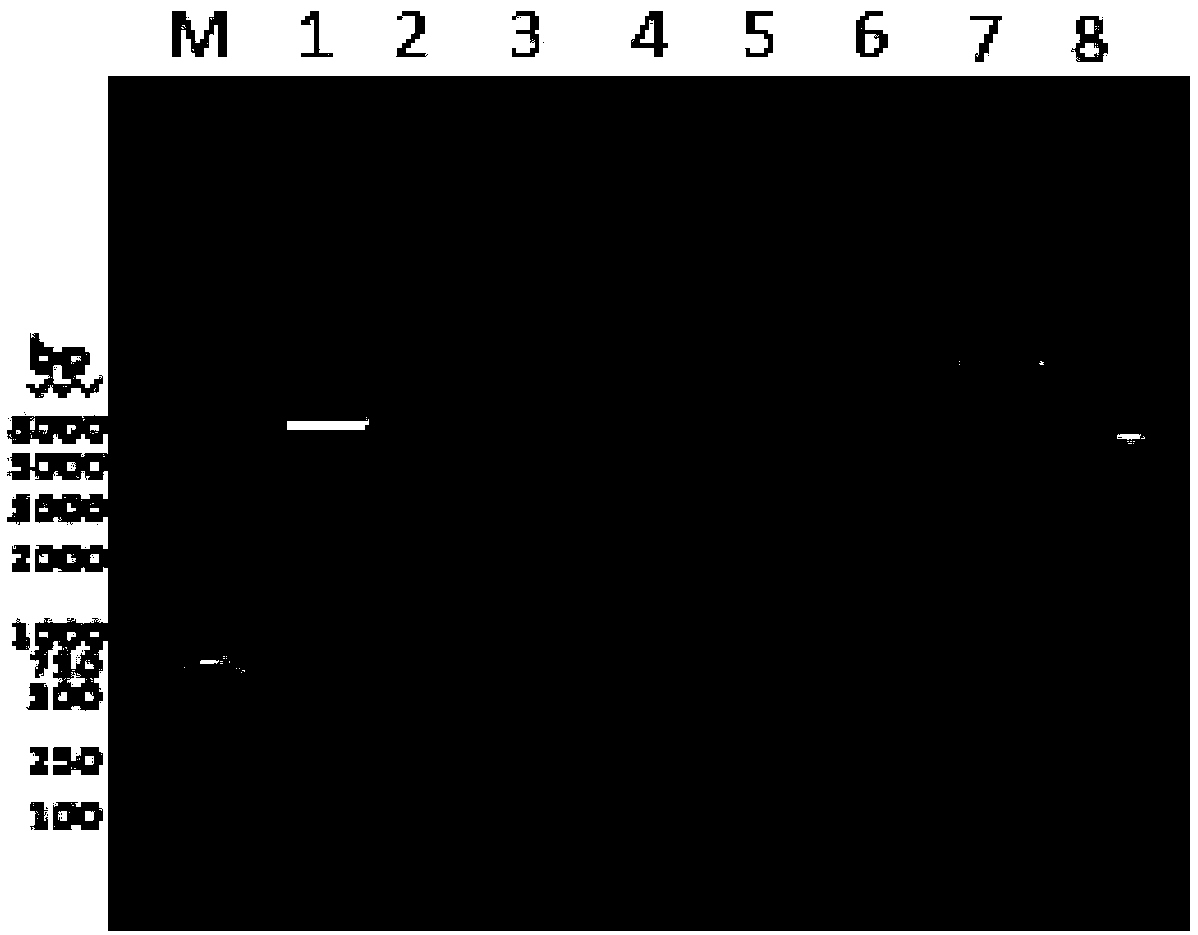 Construction method of protein microcrystal embedded CyHV-2 (cyprinid herpesvirus II)-type-GCRV (grass carp reovirus) subunit vaccine based on yeast expression vector