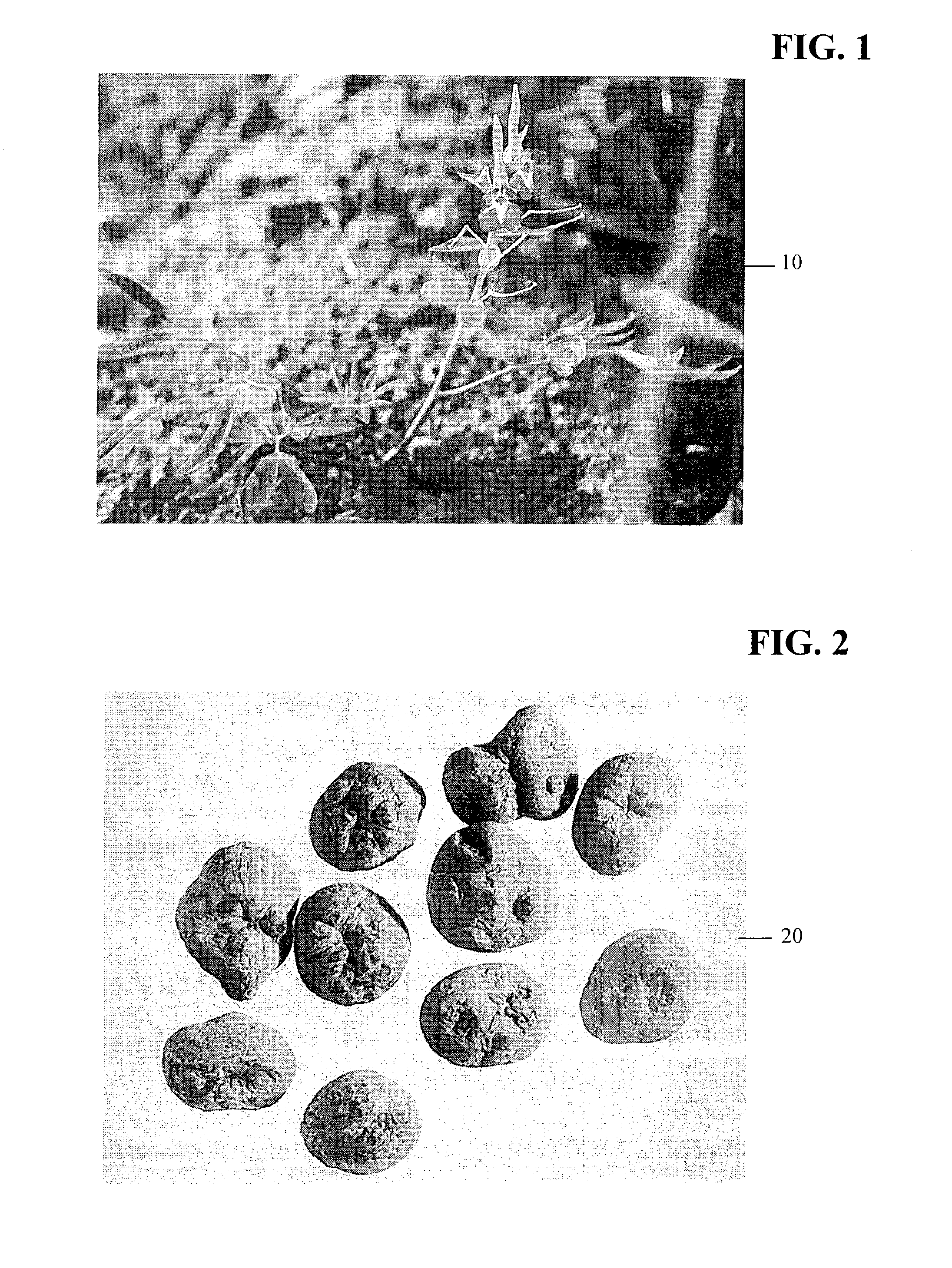 Method for decreasing nicotine and other substance use in humans