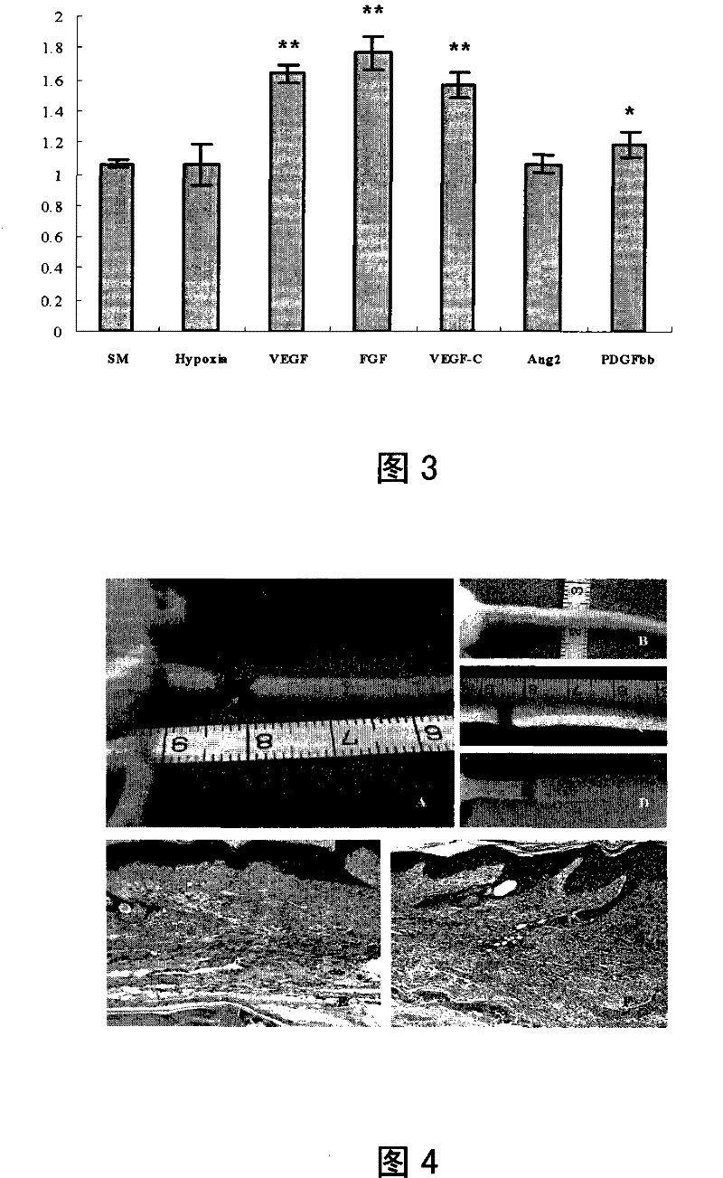 Application of Ang-2 and genes thereof in pharmacy