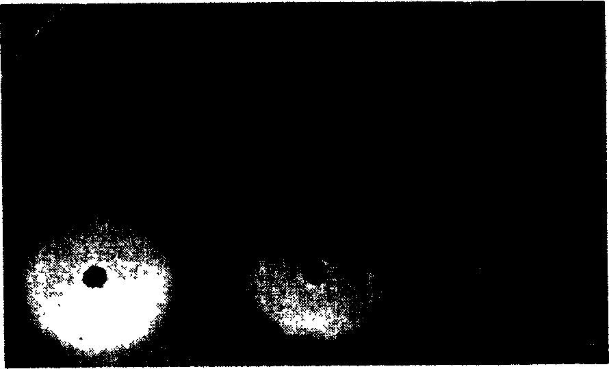 Recombinant fusion resisting tomur attack and transfer