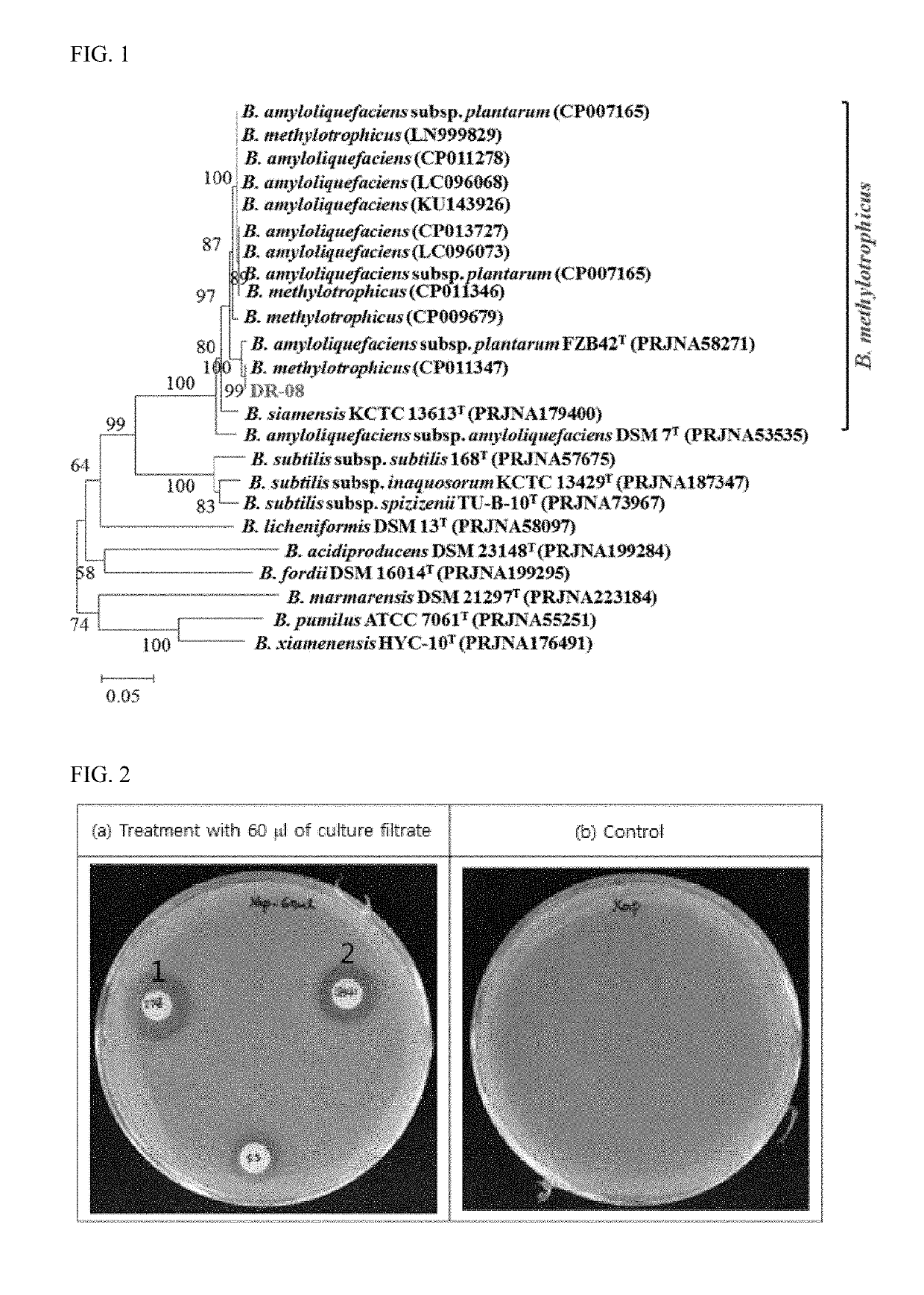 Bacillus methylotrophicus strain dr-08 producing natural volatile compound and having antibacterial activity, and use thereof