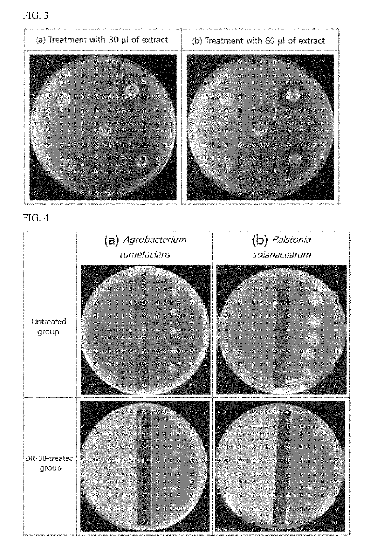 Bacillus methylotrophicus strain dr-08 producing natural volatile compound and having antibacterial activity, and use thereof