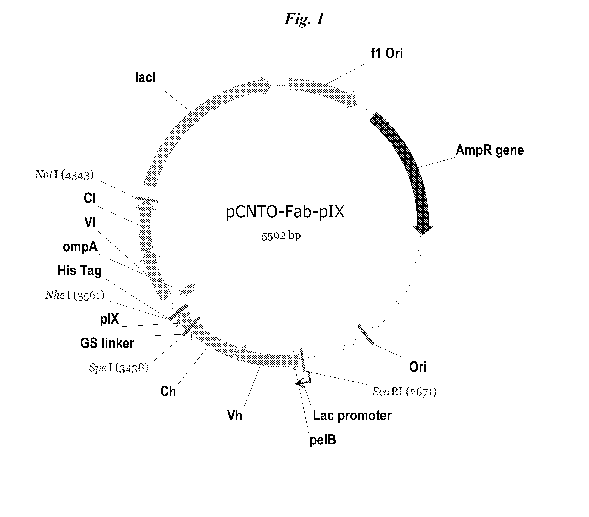 Display of disulfide linked dimeric proteins in filamentous phage